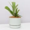 Platycerium Bifurcatum 'Elkhorn Fern' - Pot + Plant