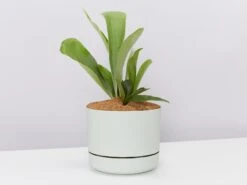 Platycerium Bifurcatum 'Elkhorn Fern' - Pot + Plant