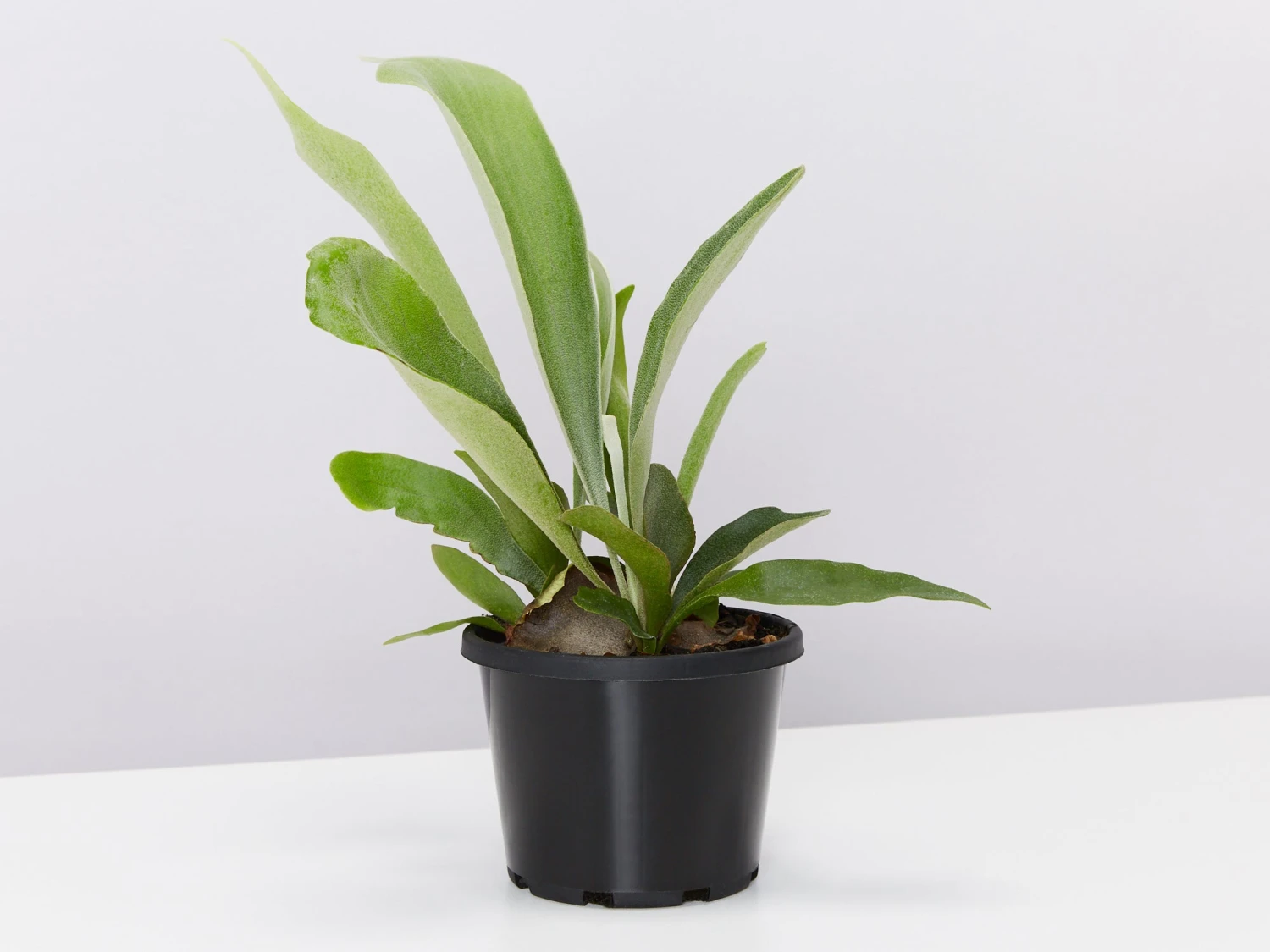Platycerium Bifurcatum 'Elkhorn Fern' - Pot + Plant - Image 3
