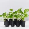Golden Pothos Indoor Plant Pack