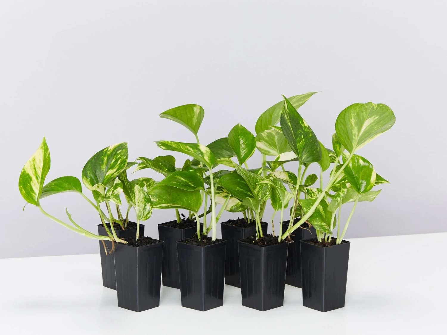 Golden Pothos Indoor Plant Pack