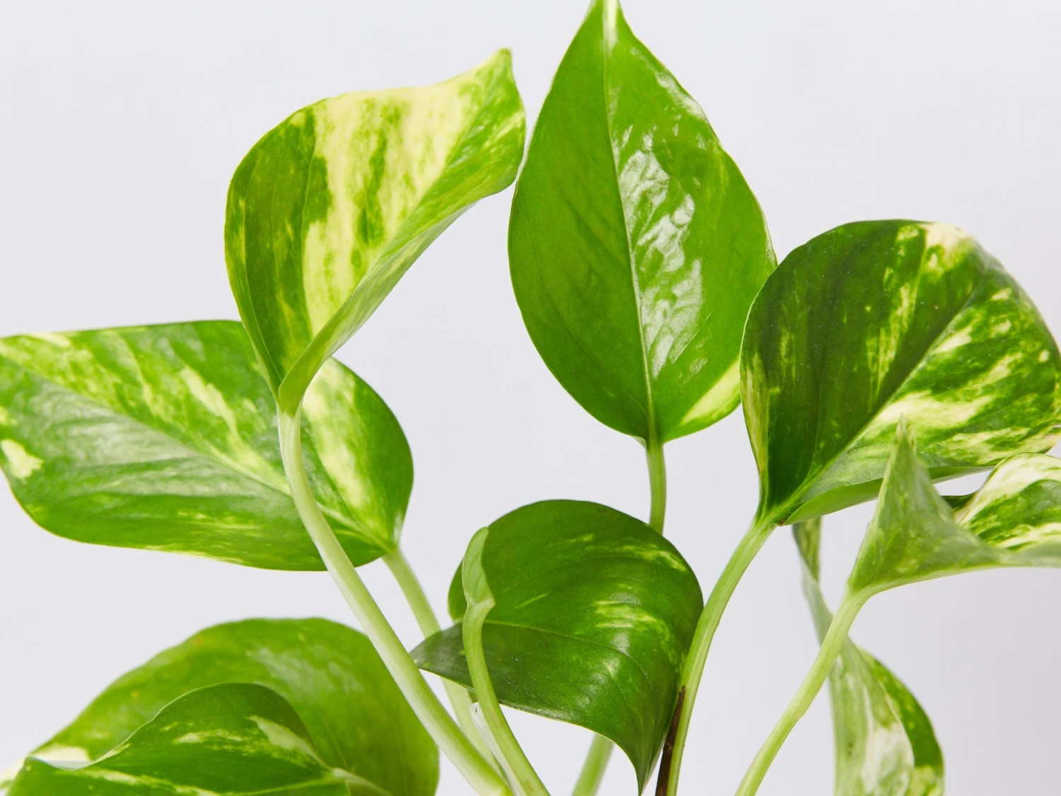 Golden Pothos Indoor Plant Pack - Image 5