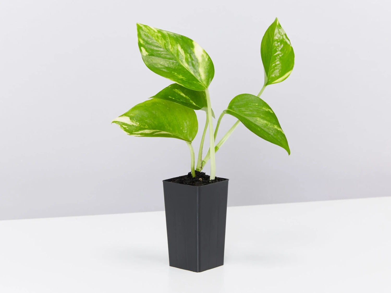 Golden Pothos Indoor Plant Pack - Image 3