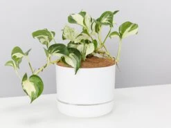 Manjula Pothos- Pot + Plant + Soil