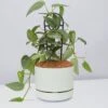 Epipremnum Pinnatum Cebu Blue Pothos- Pot + Plant + Soil