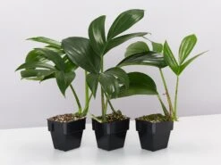 Epipremnum Pinnatum 85mm