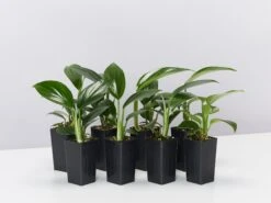 Epipremnum Pinnatum Dragon Tails Plant