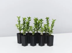 Euonymus Japonica Green Rocket