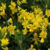 Euryops Pectinatus