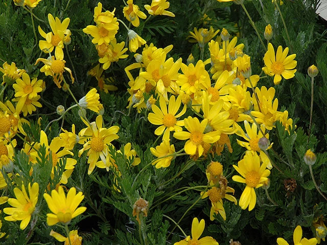 Euryops Pectinatus