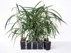 Ficus Binnendijkii Alii