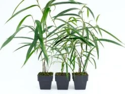 Ficus Binnendijkii Alii - 85mm