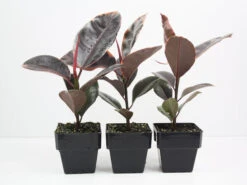 Ficus Elastica Ruby