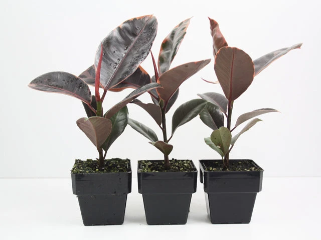 Ficus Elastica Ruby