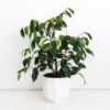 Ficus Midnight Beauty