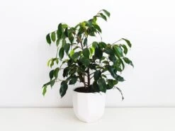 Ficus Midnight Beauty