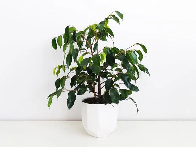 Ficus Midnight Beauty