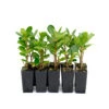Ficus Microcarpa Green Island