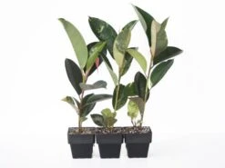 Ficus Elastica Shivereana - 85mm