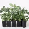 Hypoestes Confetti Compact White
