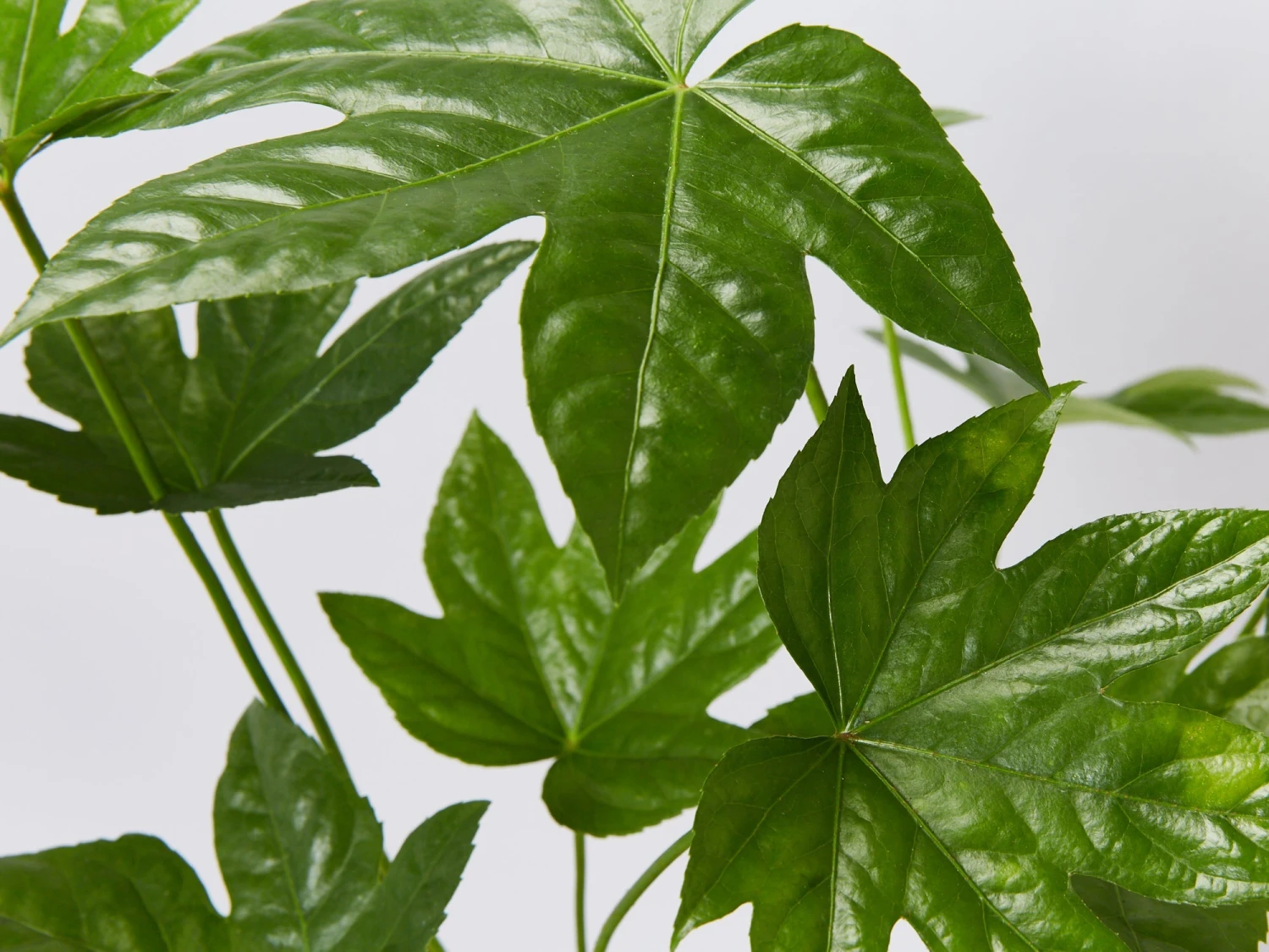 Fatsia Japonica - Image 3