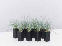 Festuca Glauca Beyond Blue