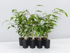 Ficus Benjamina Evergreen