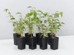 Ficus Benjamina Variegata