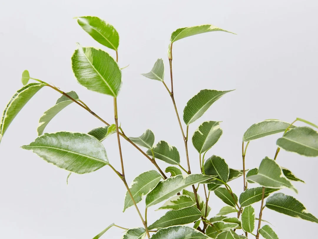 Assorted Box Of Ficus - Large - Image 2