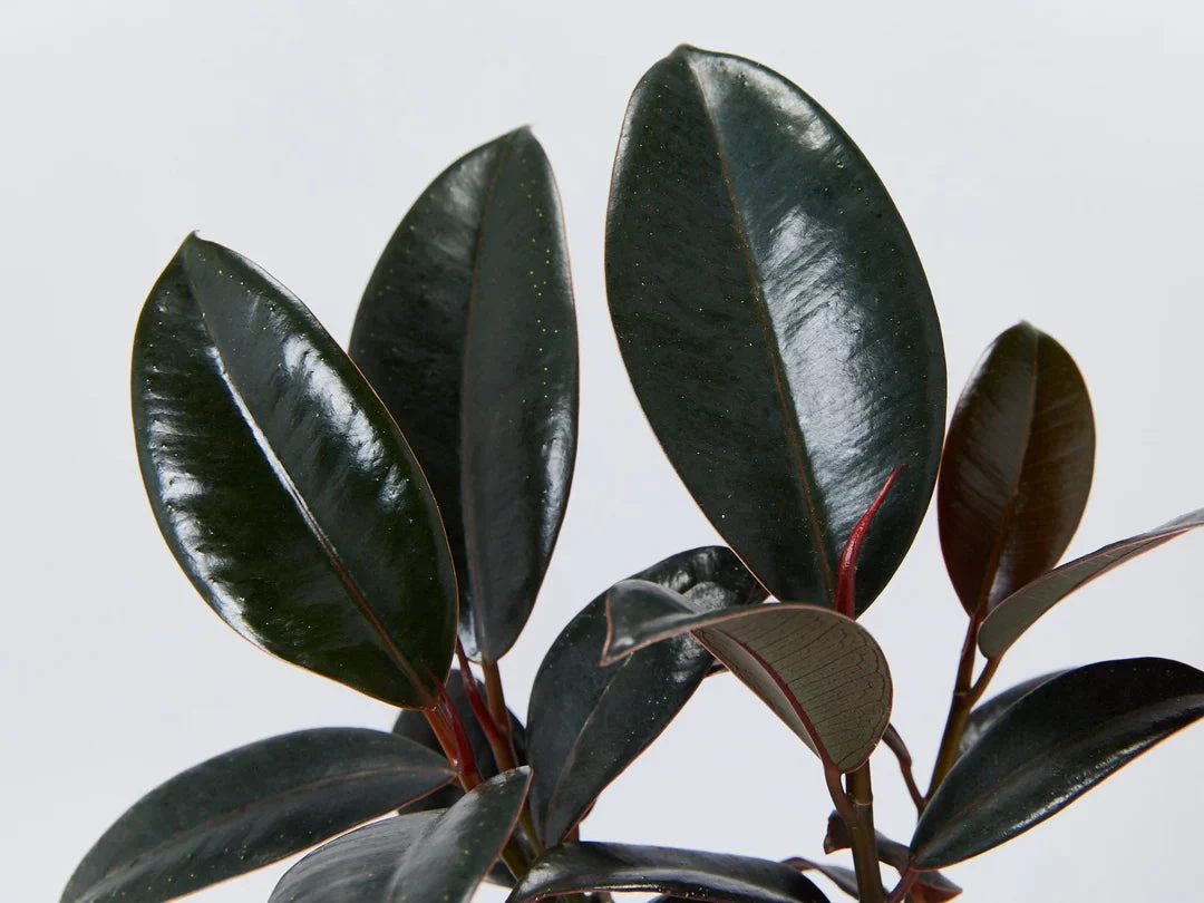 Assorted Box Of Ficus - Large - Image 3