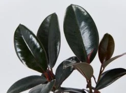 Ficus Elastica Burgundy - 85mm