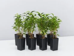 Ficus Benjamina Natasja