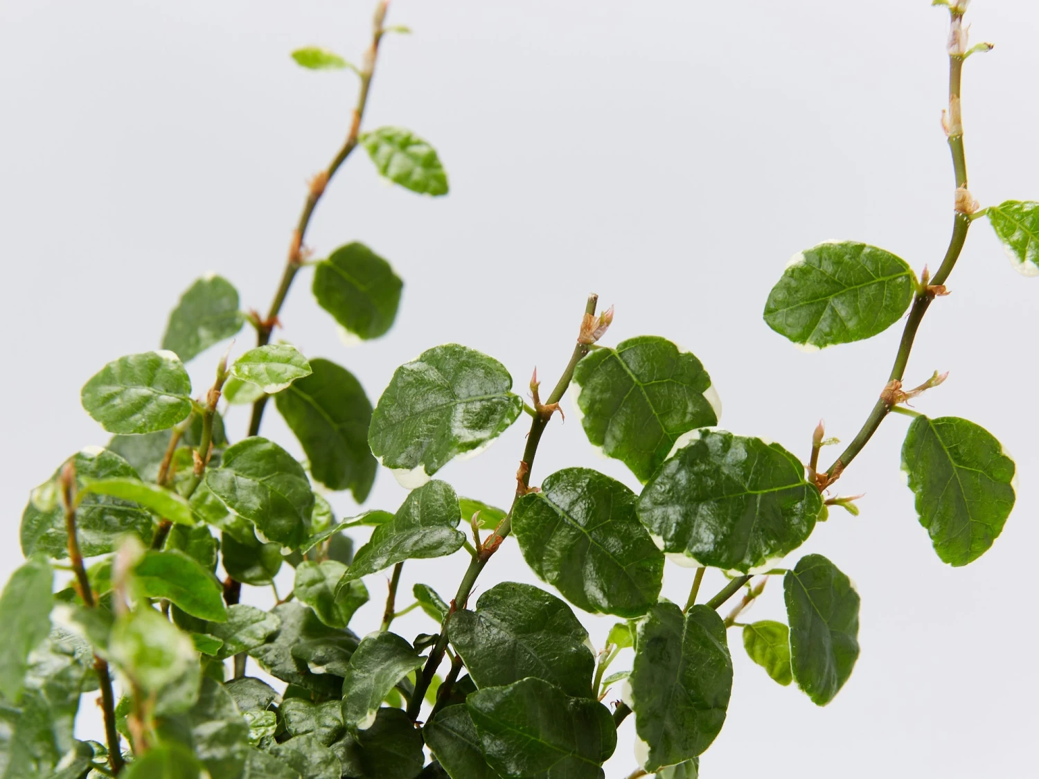 Ficus Pumila Ice Caps Creeping Fig - Image 2