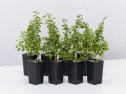 Ficus Pumila Ice Caps Creeping Fig