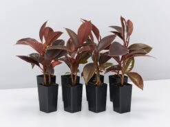 Ficus Elastica Ruby Variegated Rubber Tree