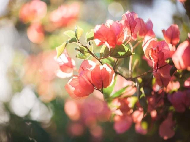 Assorted Box Of Bougainvillea Plants - Large - Image 5