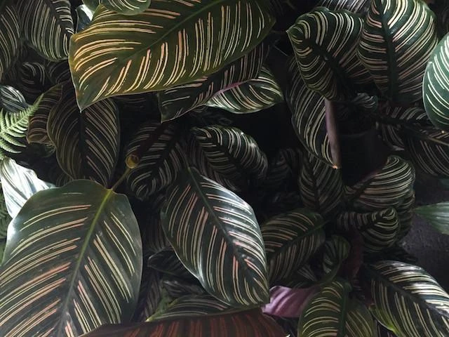 Calathea Ornata Sanderiana - Image 2