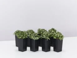 Fittonia Lovers - Green