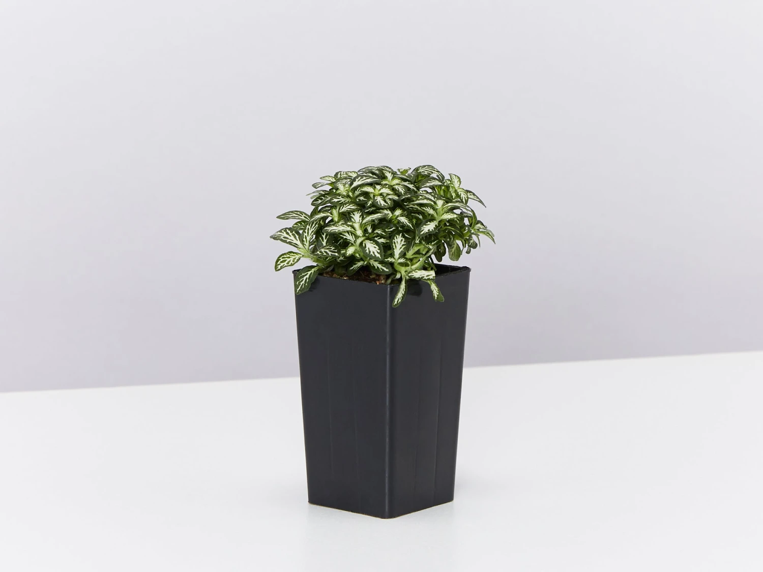 Back-To-School Classroom Box - Indoor Plants - Image 3