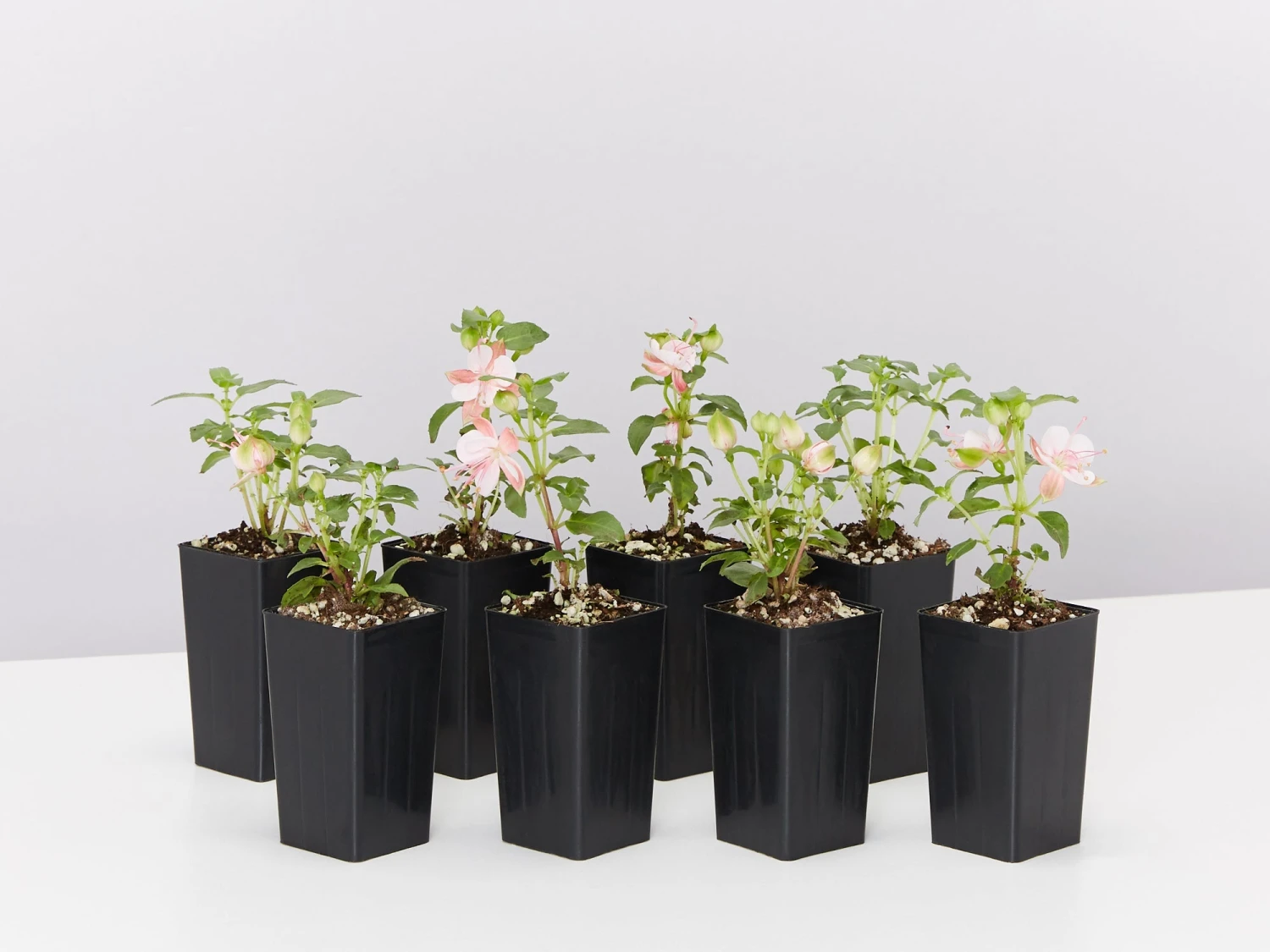 Fuchsia X Hybrida Charm Neon White - Image 2