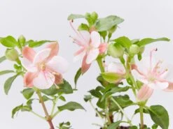 Fuchsia X Hybrida Charm Neon White