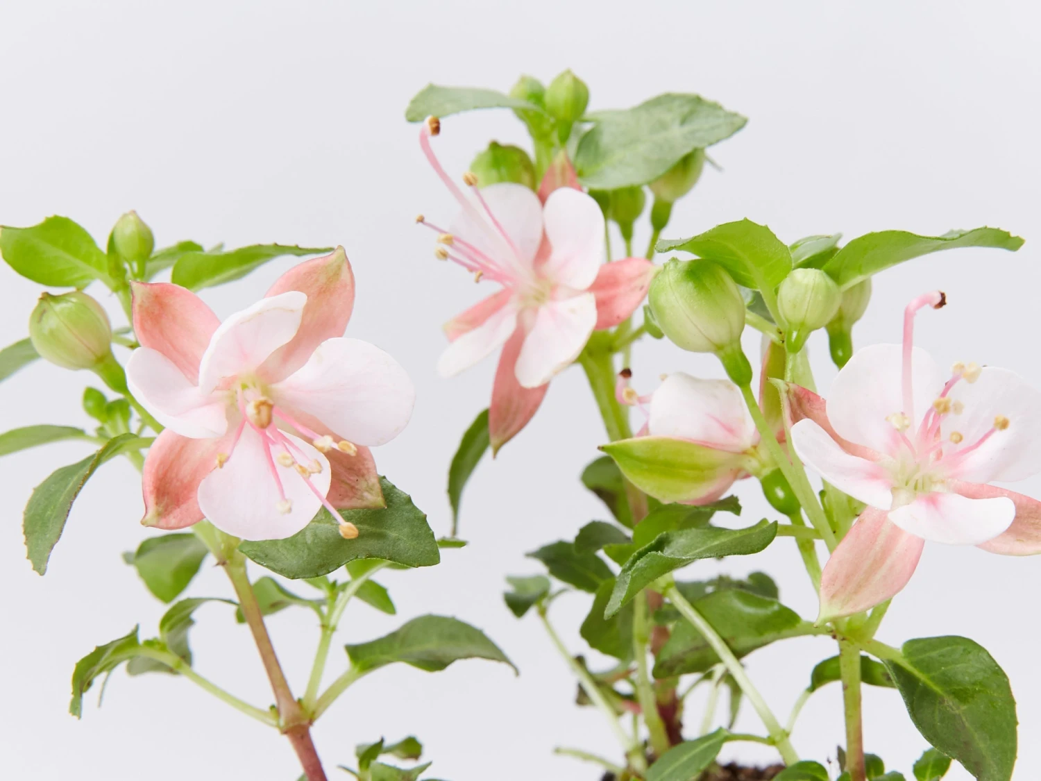 Fuchsia X Hybrida Charm Neon White