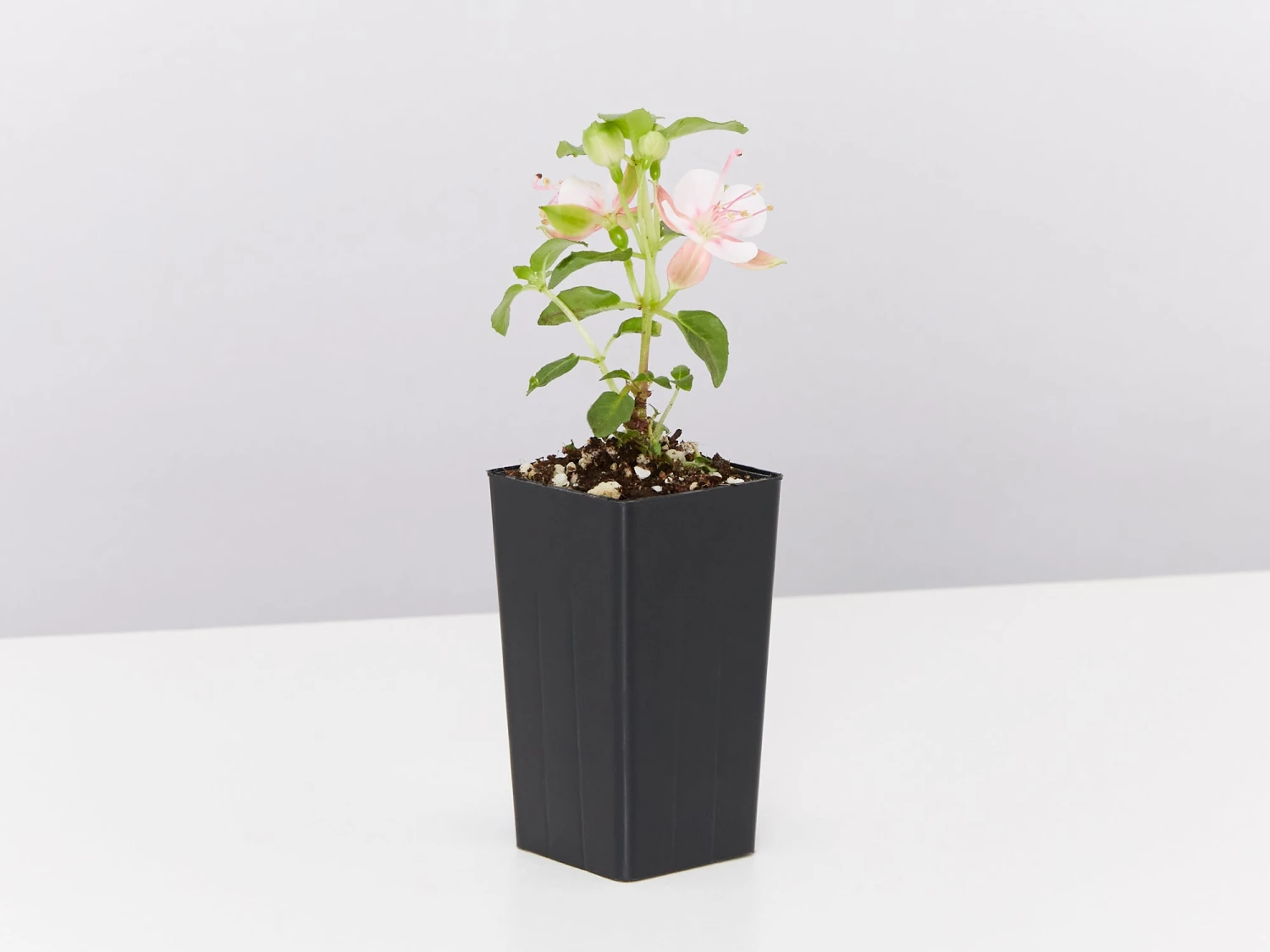 Fuchsia X Hybrida Charm Neon White - Image 3