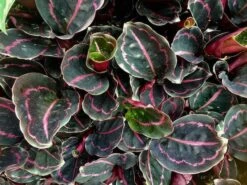 Calathea Roseopicta Dottie