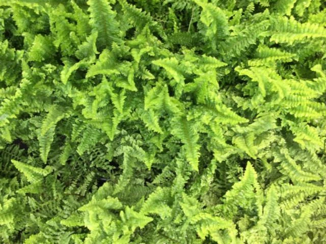 Nephrolepis Exaltata Fluffy Ruffles - Image 4