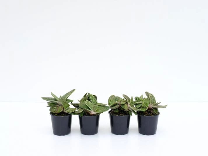 Gasteria Little Warty - Image 2