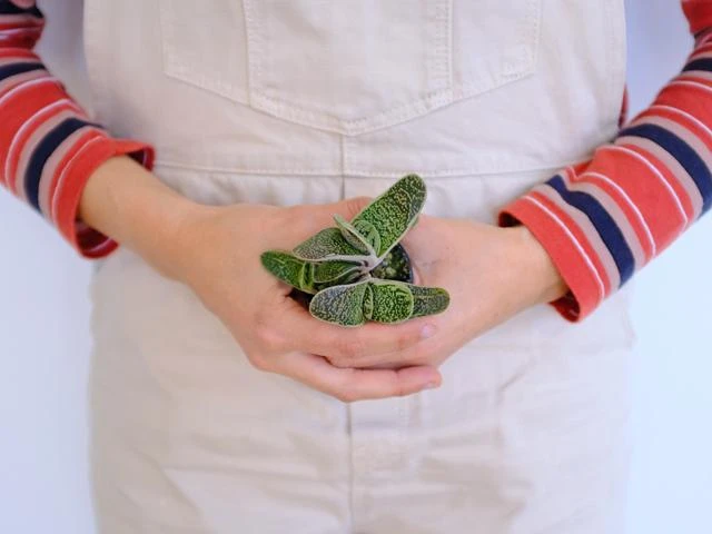 Gasteria Little Warty - Image 3