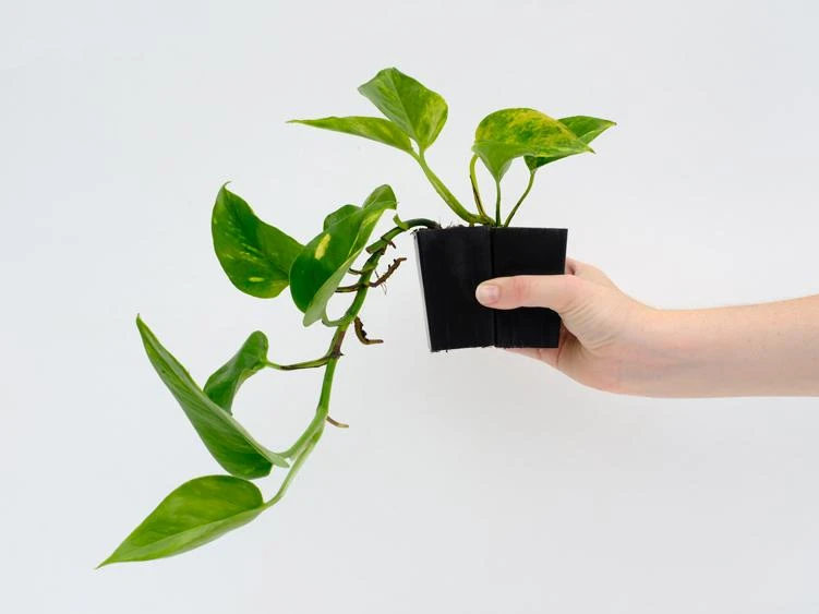 Golden Pothos Indoor Plant Pack - Image 7