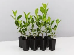 Gardenia Augusta Lacey Lady