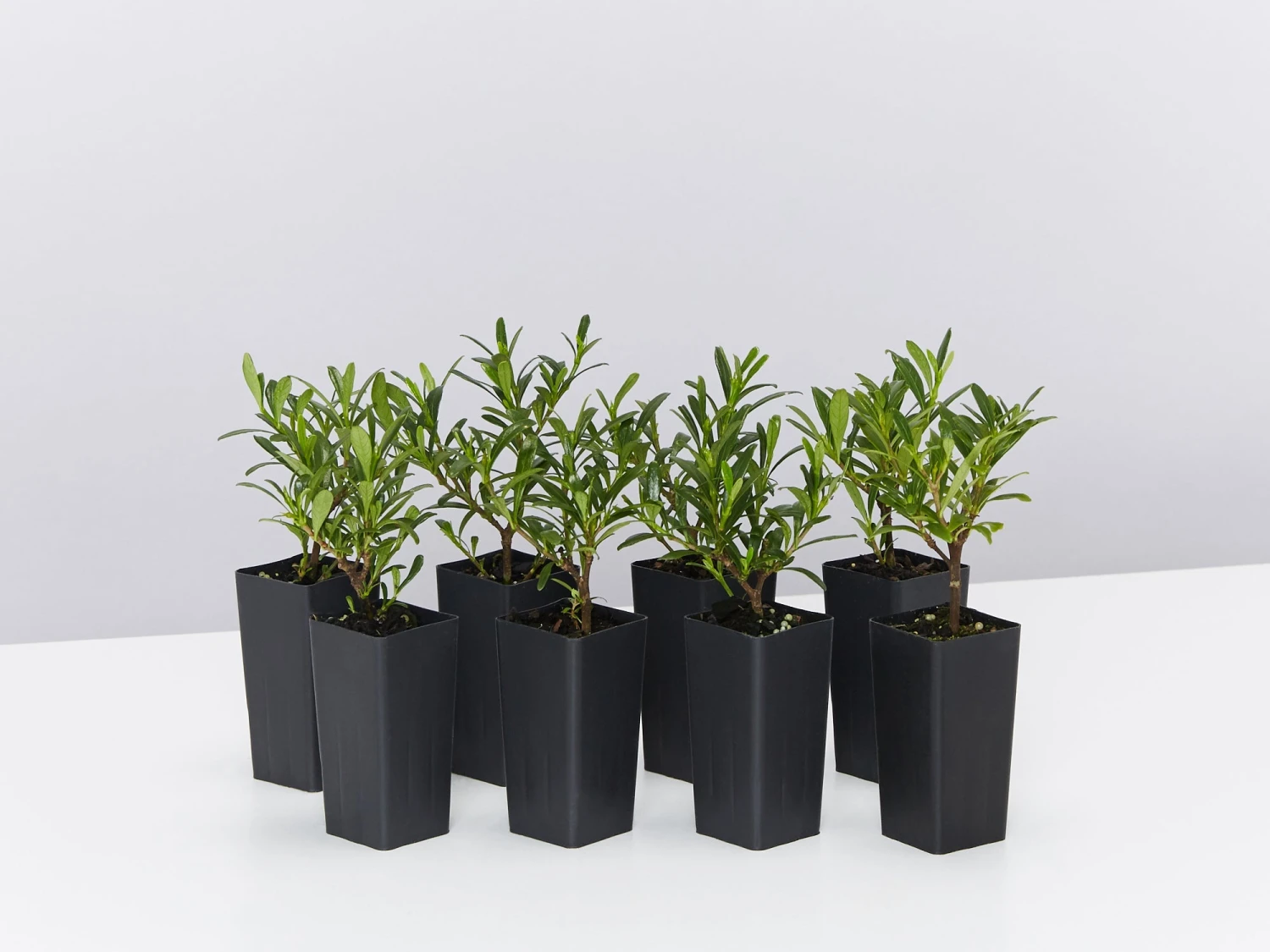 Gardenia Augusta O So Fine™ Pbr